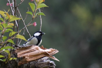 Japanese Tit ＭＦ Thu, 4/11/2024