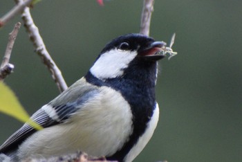 Japanese Tit ＭＦ Thu, 4/11/2024