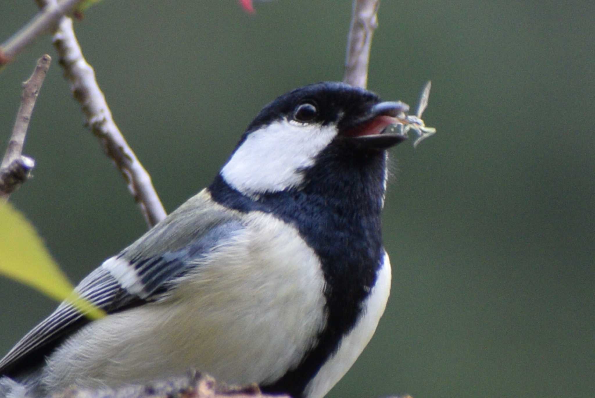 Japanese Tit