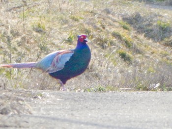 2024年3月30日(土) 阿賀川(福島県)の野鳥観察記録