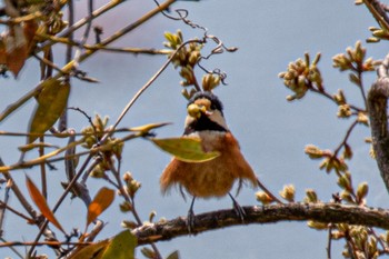 Varied Tit 山口県下松市笠戸島 Wed, 4/10/2024