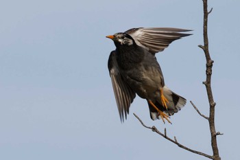 White-cheeked Starling 京田辺市 Thu, 4/11/2024