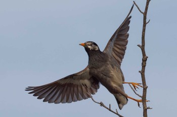 White-cheeked Starling 京田辺市 Thu, 4/11/2024