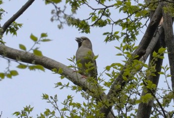 Hawfinch Osaka castle park Thu, 4/11/2024