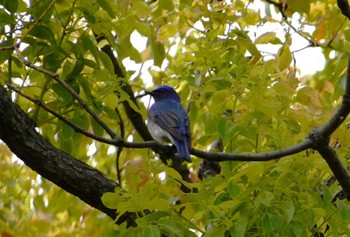 Blue-and-white Flycatcher Osaka castle park Thu, 4/11/2024