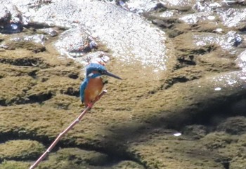 Common Kingfisher 仙川平和公園(三鷹市) Wed, 4/10/2024