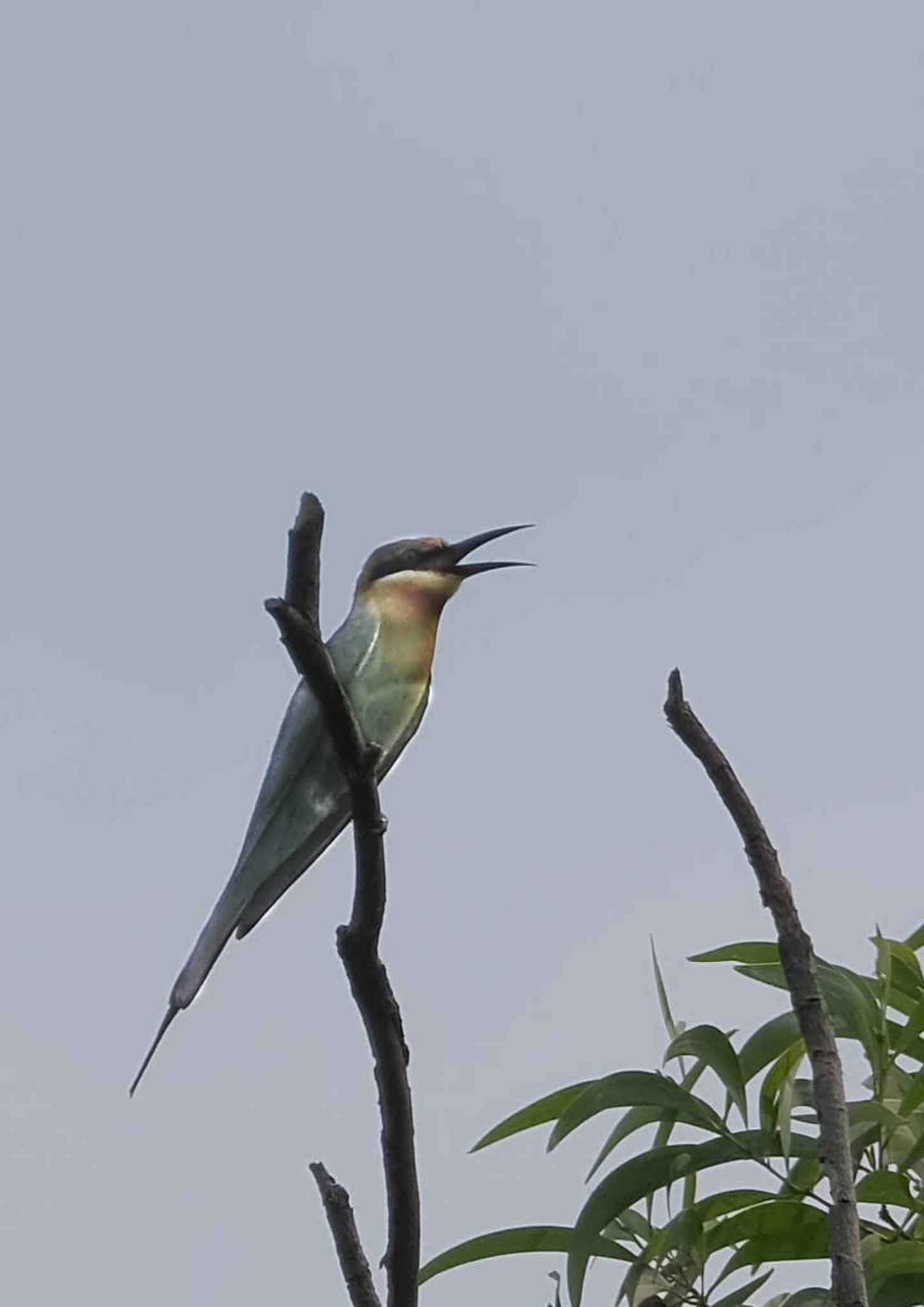 Blue-tailed Bee-eater