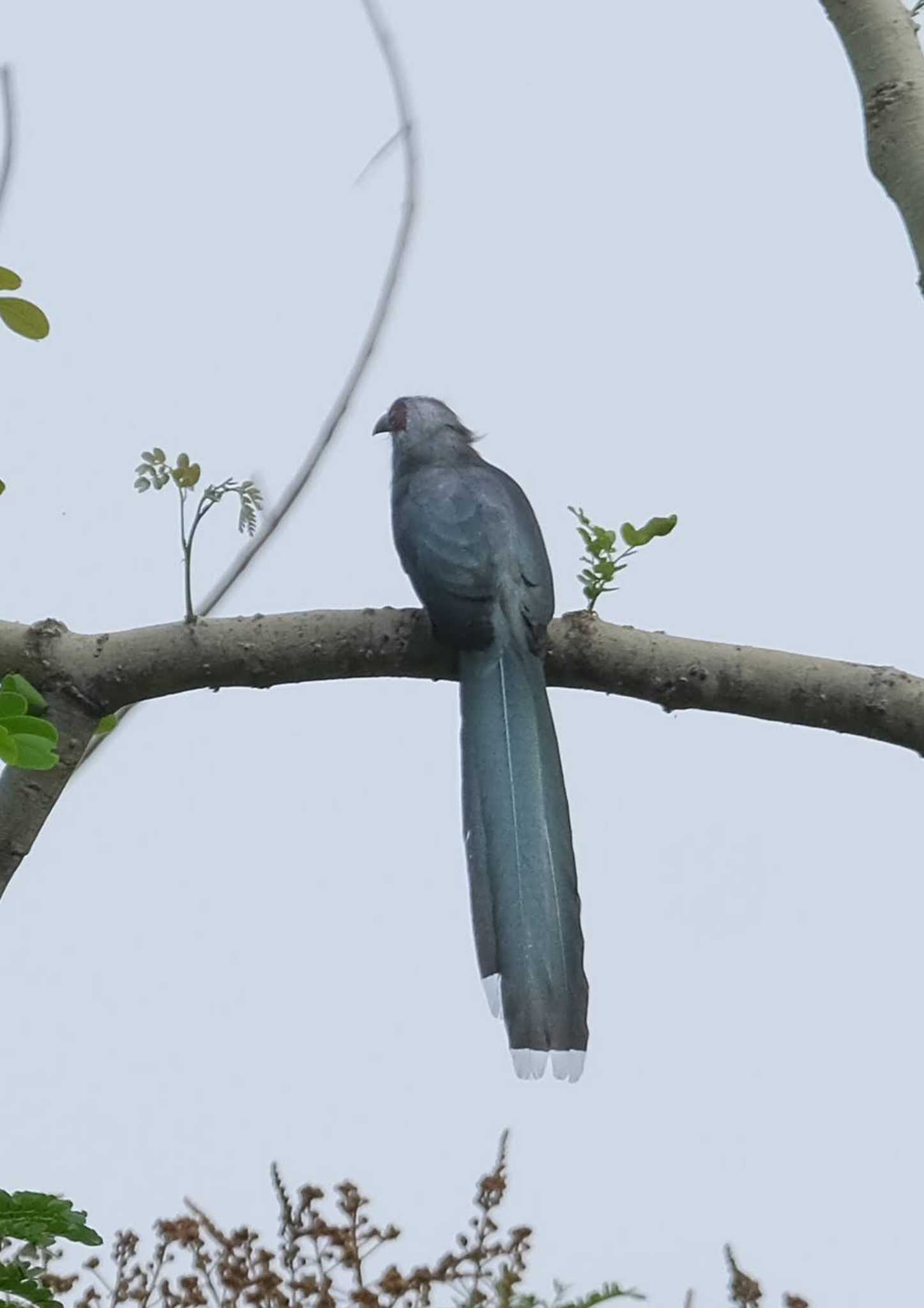 Green-billed Malkoha