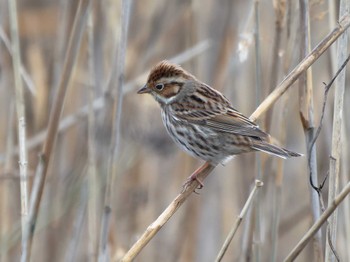 Little Bunting 長崎県 Mon, 2/26/2024