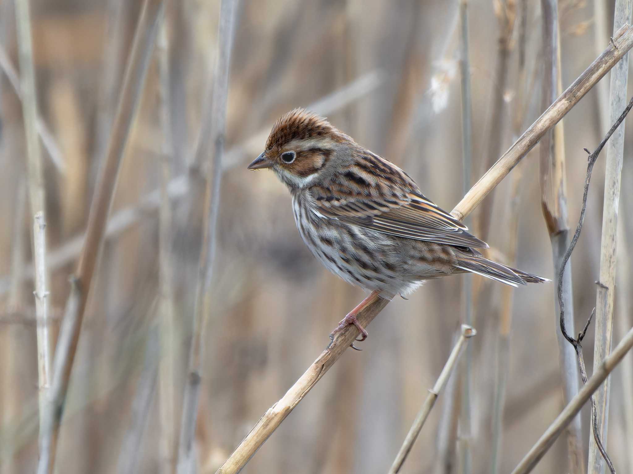 Photo of Little Bunting at 長崎県 by ここは長崎