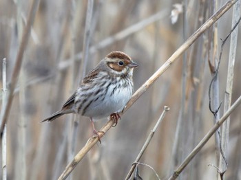 Little Bunting 長崎県 Mon, 2/26/2024