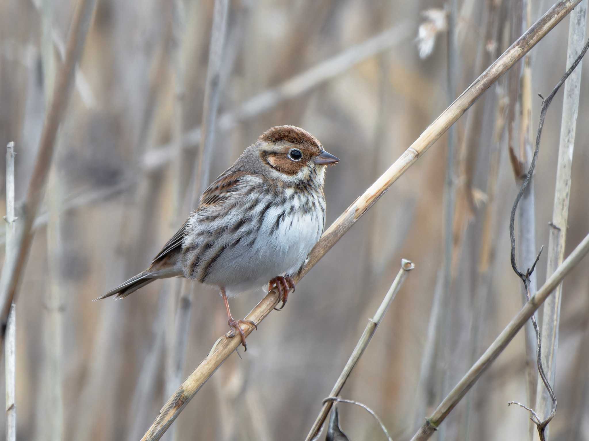 Little Bunting