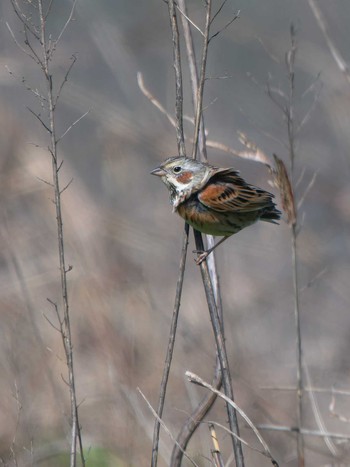 Chestnut-eared Bunting 長崎県 Wed, 3/27/2024