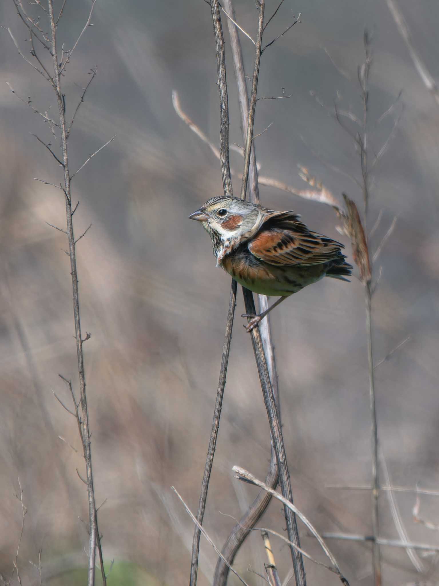 Photo of Chestnut-eared Bunting at 長崎県 by ここは長崎