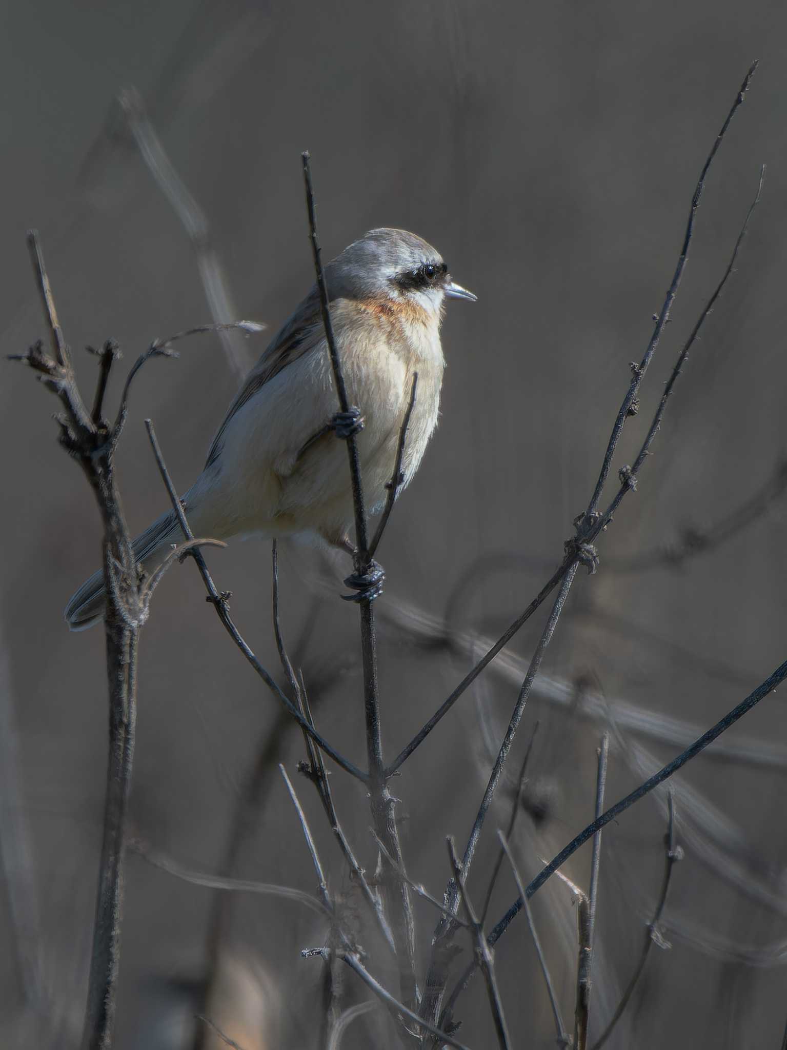 Chinese Penduline Tit