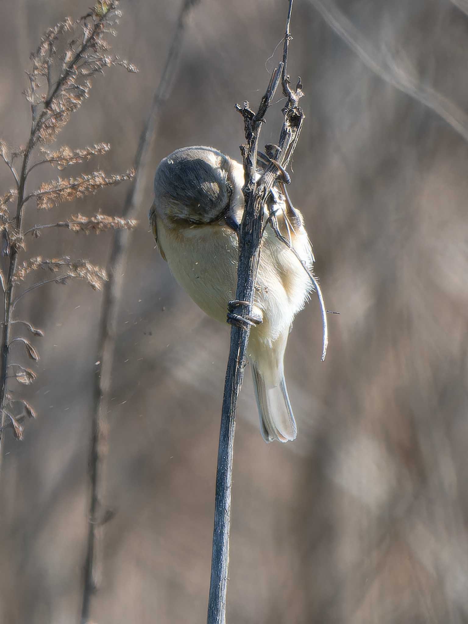 Photo of Chinese Penduline Tit at 長崎県 by ここは長崎