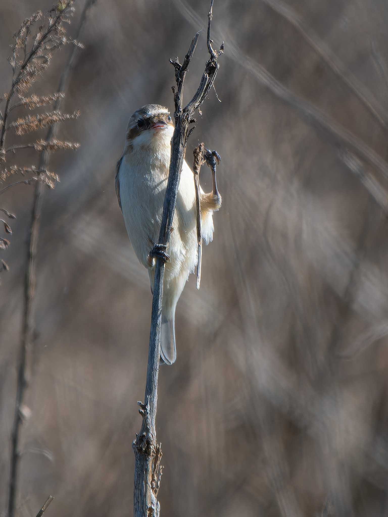 Chinese Penduline Tit