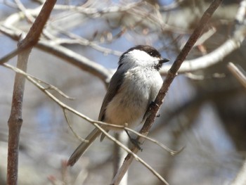 Willow Tit 山中湖周辺 Wed, 4/10/2024