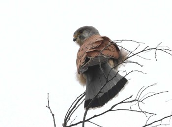 Common Kestrel 多摩地区 Sat, 4/6/2024