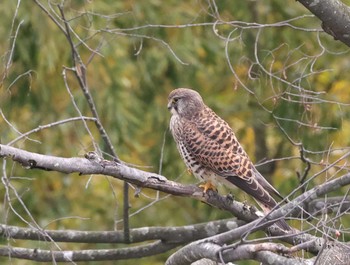 Common Kestrel 多摩地区 Sat, 4/6/2024