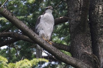 オオタカ 善福寺川緑地 2024年4月7日(日)