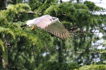 Eurasian Goshawk 善福寺川緑地 Sun, 4/7/2024