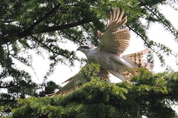 Eurasian Goshawk 善福寺川緑地 Sun, 4/7/2024