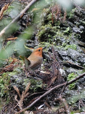 Sun, 4/7/2024 Birding report at 長崎県