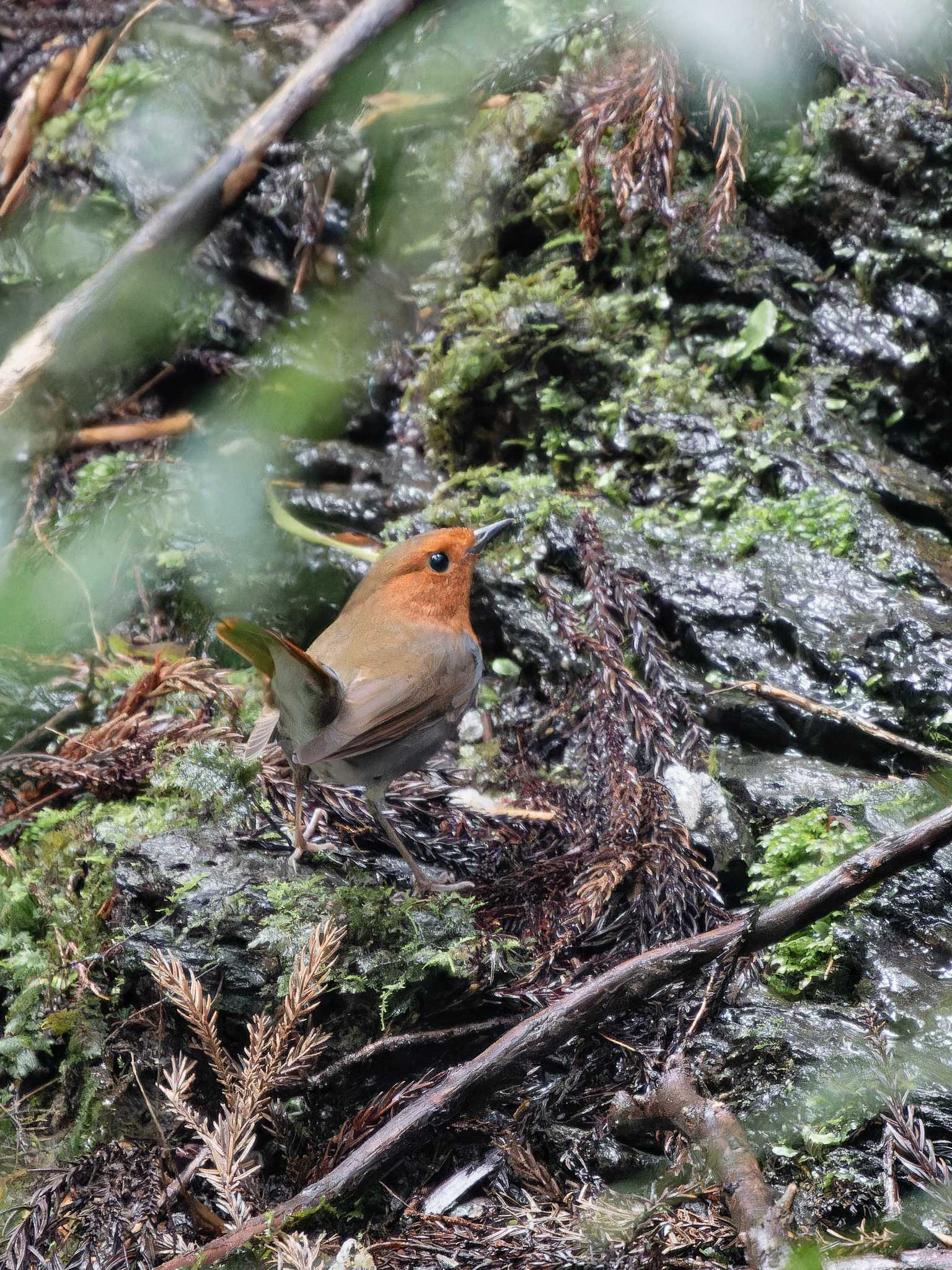 Photo of Japanese Robin at 長崎県 by ここは長崎