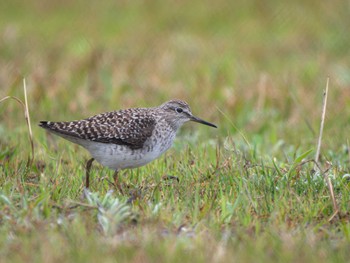 Wood Sandpiper 長崎県 Tue, 3/26/2024