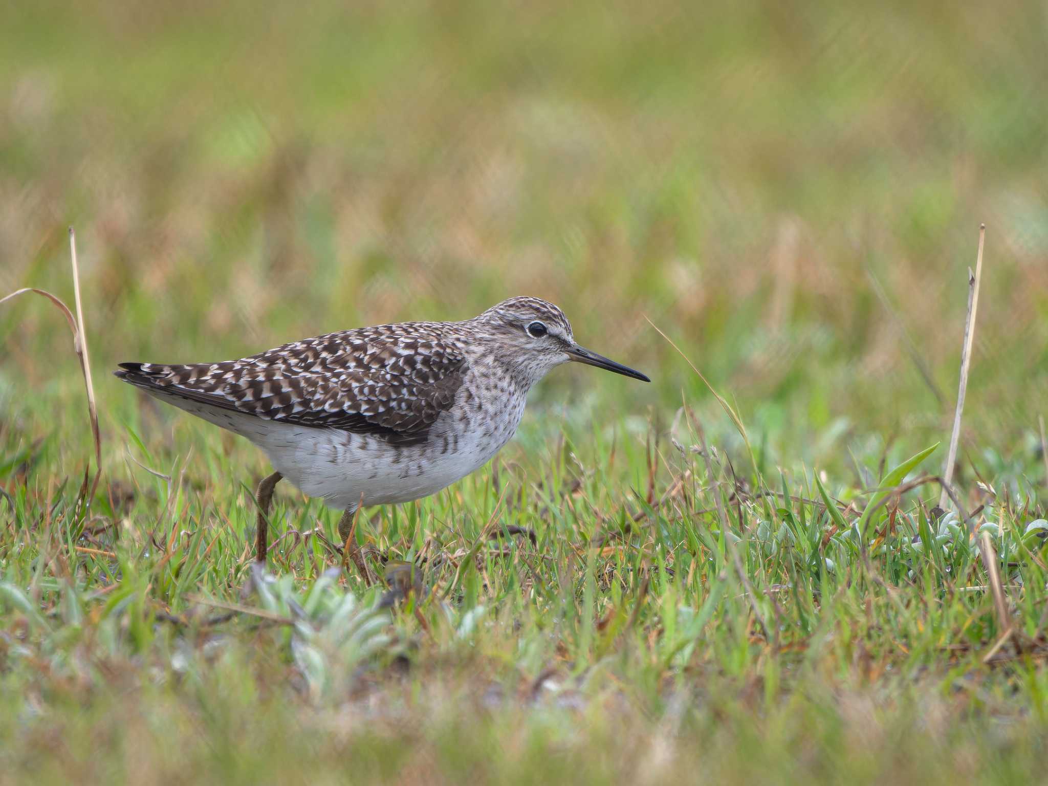 Wood Sandpiper