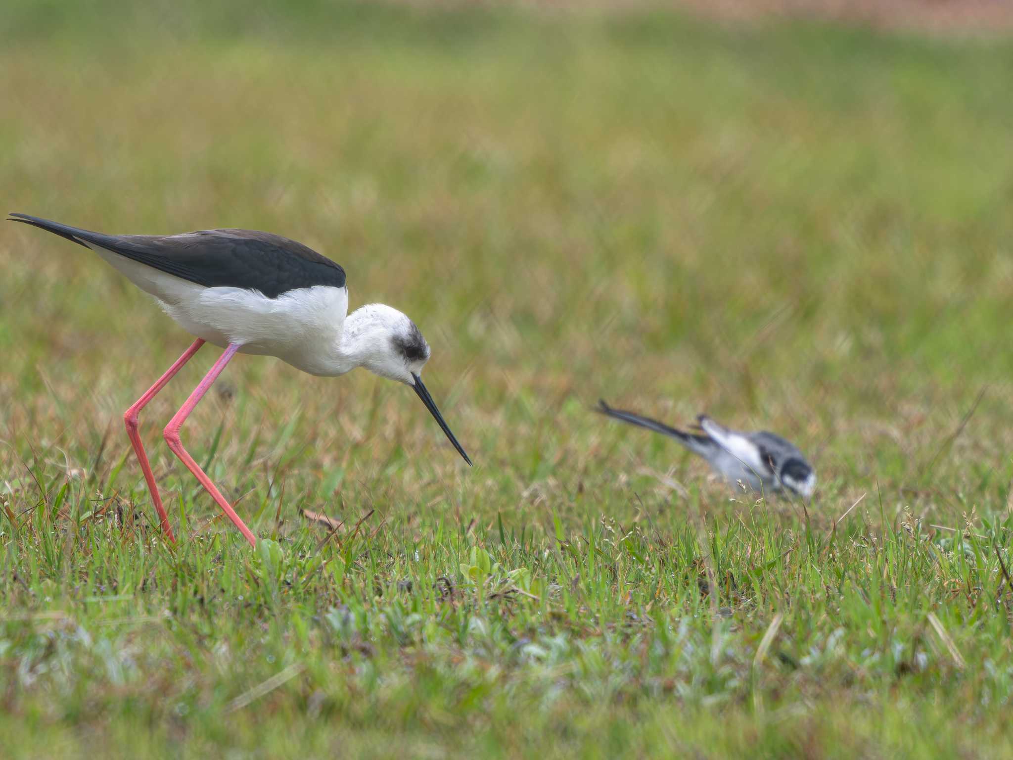 Black-winged Stilt