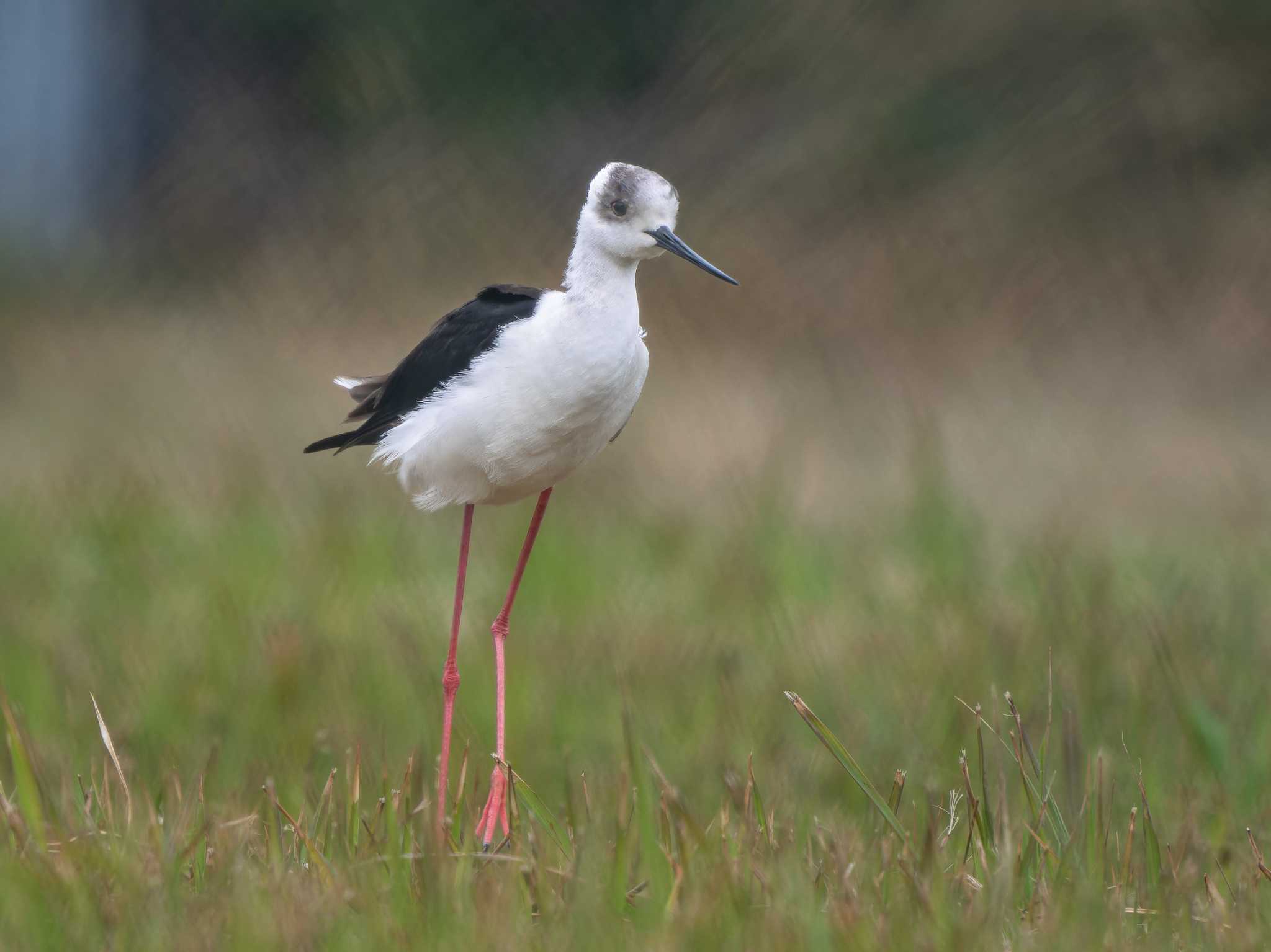 Photo of Black-winged Stilt at 長崎県 by ここは長崎