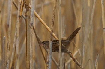 Marsh Grassbird 千葉県利根川 Wed, 4/3/2024