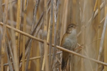 Marsh Grassbird 千葉県利根川 Wed, 4/3/2024