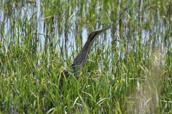 サンカノゴイ 渡良瀬遊水地 2024年4月10日(水)