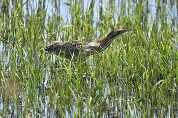 サンカノゴイ 渡良瀬遊水地 2024年4月10日(水)