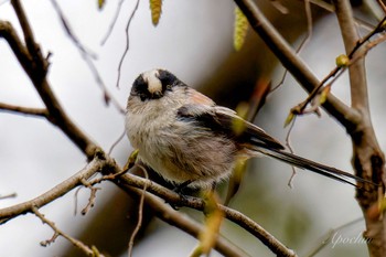 エナガ 北本自然観察公園 2024年3月23日(土)