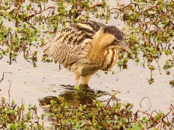 サンカノゴイ 伊庭内湖 2024年3月22日(金)