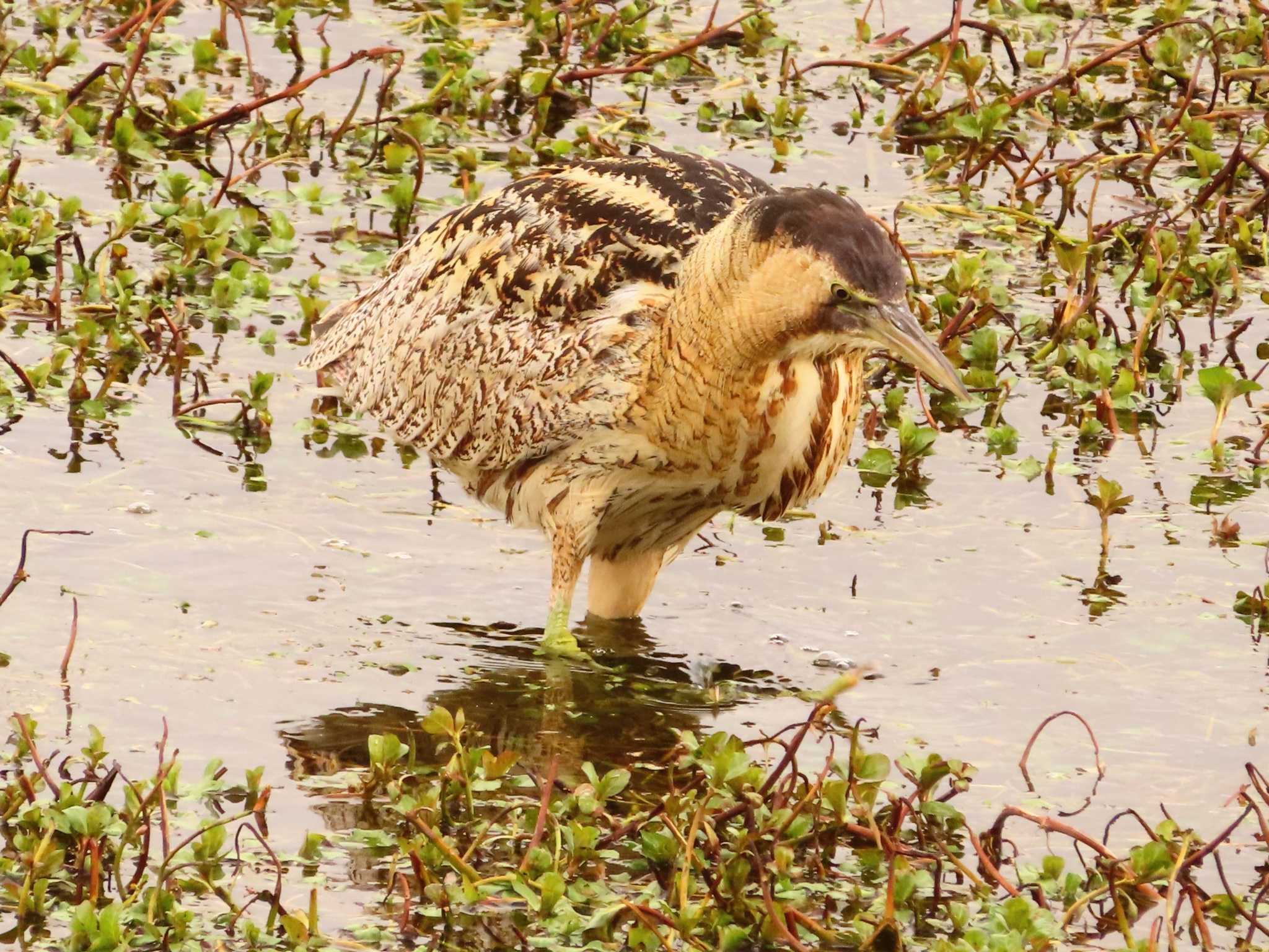 伊庭内湖 サンカノゴイの写真 by ゆ