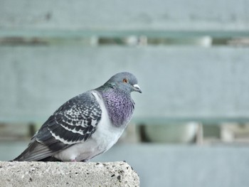 Rock Dove 岡山県 Sun, 4/7/2024