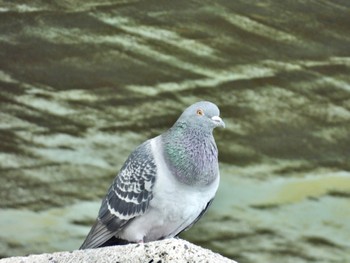 Rock Dove 岡山県 Sun, 4/7/2024