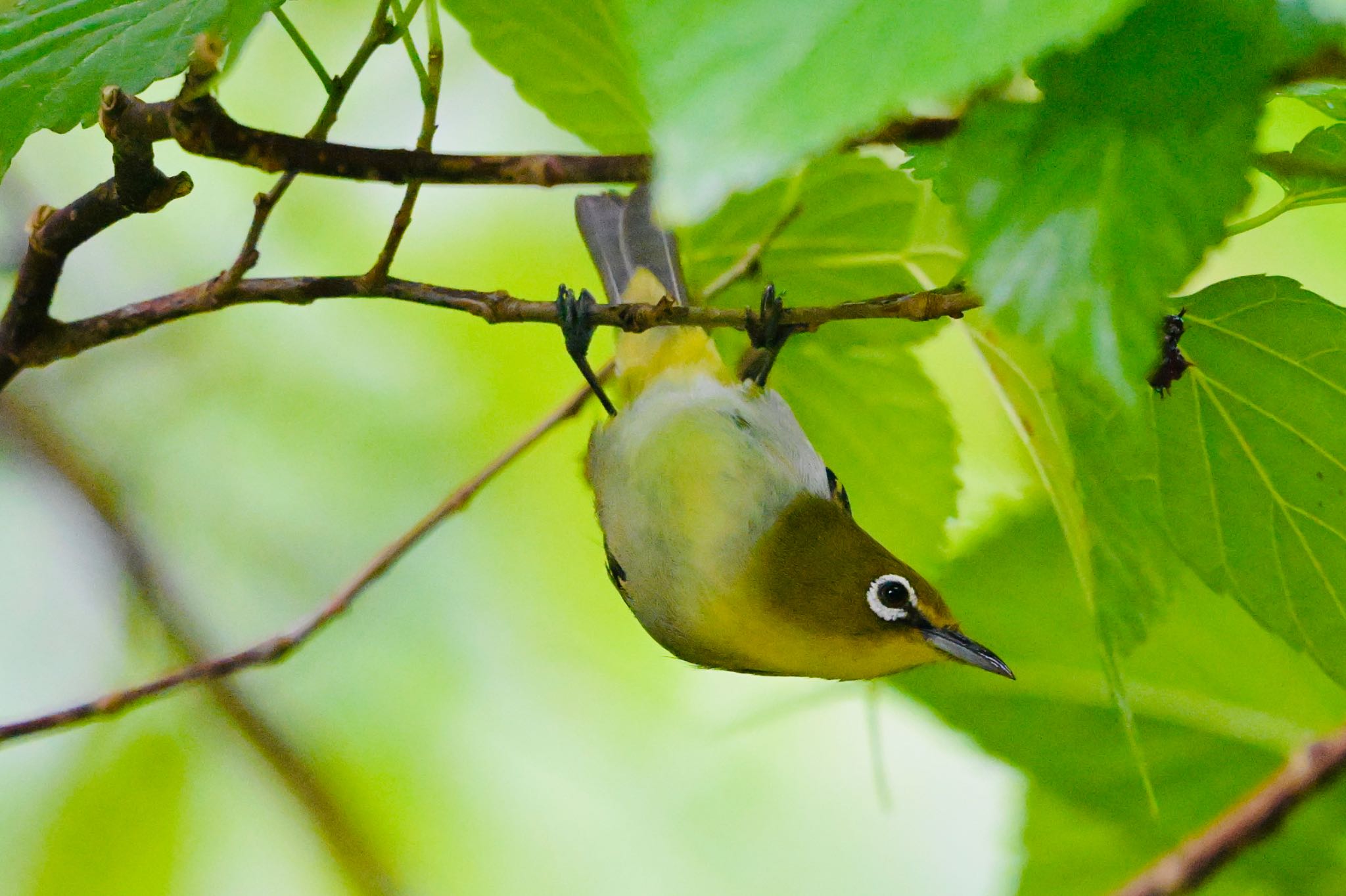 Photo of Japanese White-eye(loochooensis) at  by 美妃8