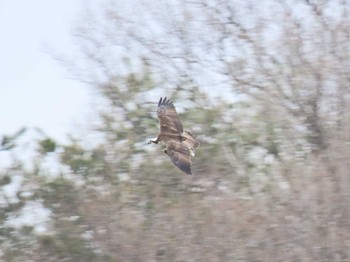 Osprey Izunuma Sat, 4/6/2024