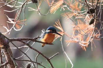 2018年12月23日(日) 神戸市立森林植物園の野鳥観察記録