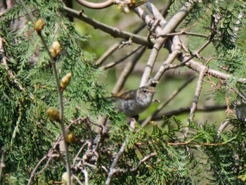 Japanese Bush Warbler 自宅周辺 Thu, 4/11/2024