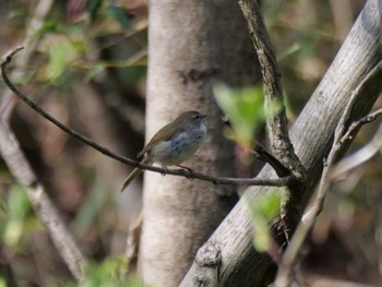 Japanese Bush Warbler 自宅周辺 Thu, 4/11/2024