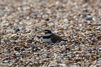 Little Ringed Plover 平城京跡 Wed, 4/10/2024