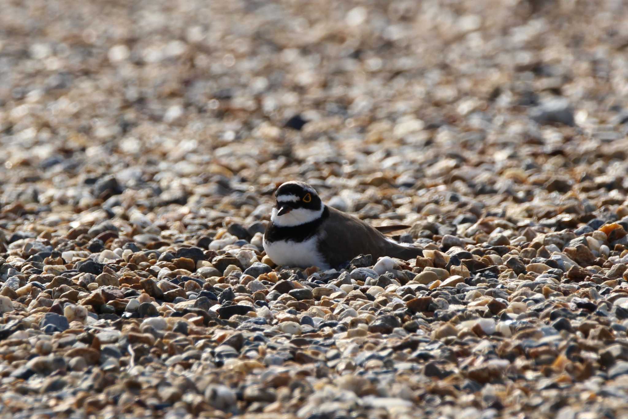 Photo of Little Ringed Plover at 平城京跡 by Ryoji-ji