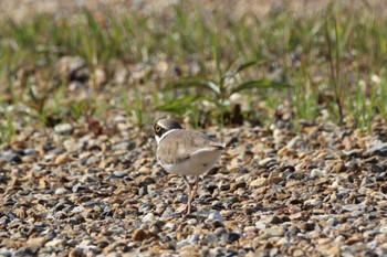 Little Ringed Plover 平城京跡 Wed, 4/10/2024